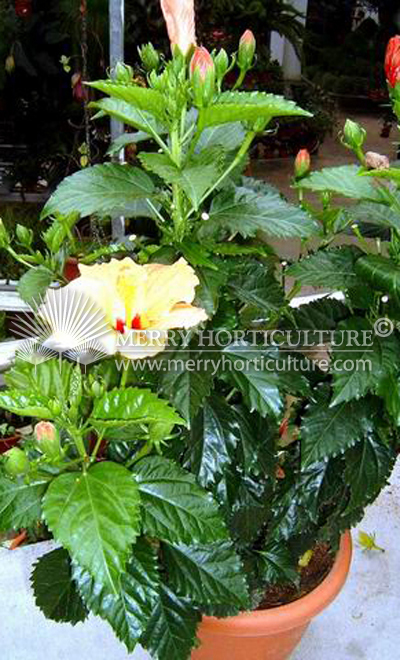 Hibiscus rosa-sinensis cultivars